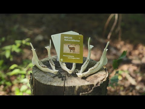 Präzise Altersbestimmung von Rehwild: Ein Kartenfächer macht's möglich