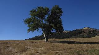 The Tree, The Incredible String Band