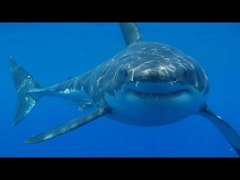 Why Are People So Afraid of Sharks?
