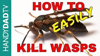 How to Kill Wasps the Easy Way