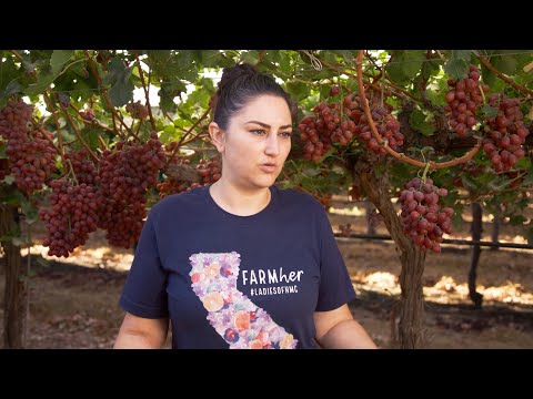 California Goodness:  Grape FarmHERS
