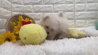 ハーフ犬の動画01