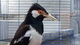 Download lagu Suara Burung Jalak Suren Gacor Full Variasi - Pancingan Jalak Suren Muda Agar Gacor Full Isian Mewah mp3 Download lagu Suara Burung Jalak Suren Gacor Full Variasi - Pancingan Jalak Suren Muda Agar Gacor Full Isian Mewah mp3