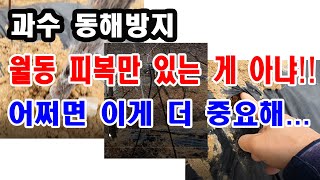 과수 동해방지. 월동피복만 있는게 아냐!! 어쩌면 이게 더 중요해(과수 월동방지, 과수 월동 대책, 과수 동…