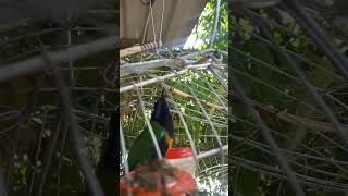 Download lagu tiếng chim thanh tước mp3