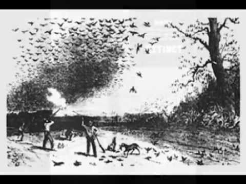 P is for Passenger Pigeon