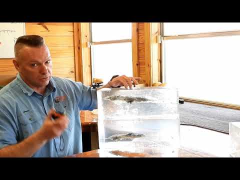 Hornaday VS Berger Bullets 20% Gel