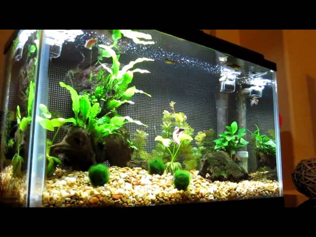 10 gallon Freshwater Aquarium with Live Plants