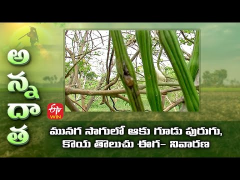 Leaf worm and fruit fly damage in Drumstick | ETV Telugu