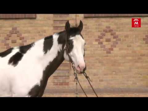 SILVERY MOON xx *2011 v. I Was Framed xx - Alzao xx