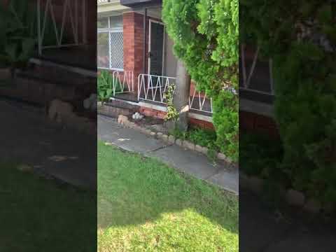 121O’Sullivan Toad Leumeah