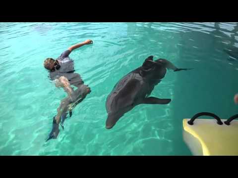 Winter the Dolphin Tests Out Her New Tail!