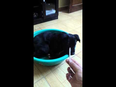 Puppy refuses and hates smoking