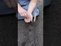 Grow Peredovik Sunflowers From Seed