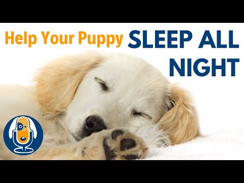 Get Your Puppy to Sleep All Night: Pro Dog Training Tips #26