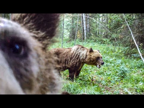 Как выжить при встрече с медведем