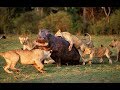 National Geographic Documentary Fighting To Survive Wild Nature Wildlife Animal