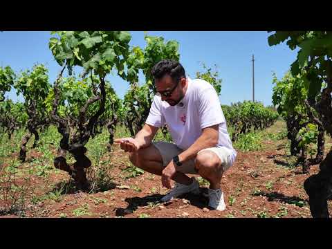 Primitivo di Manduria - Heimat, Leidenschaft & Amore - Amatulli in Apulien