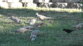 eurasian collared doves blackbirds