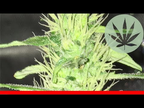 Jack Widow - All About This Strain