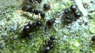 preview picture of video 'Insect teamwork - ants dismembering enemy ants'