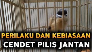 Download lagu HOW TO CARE FOR A MALE CENDET PILIS SO IT CHANTS EVERY DAY mp3