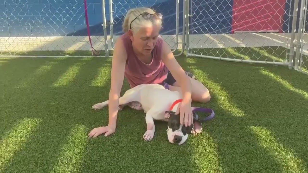 Enlarge Marshmellow, a Adoptable mixed breed in Hartsville, SC video 6/6