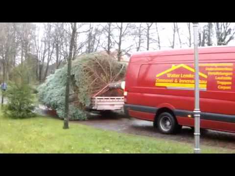 Missverständnis: Weihnachtstanne gestohlen
