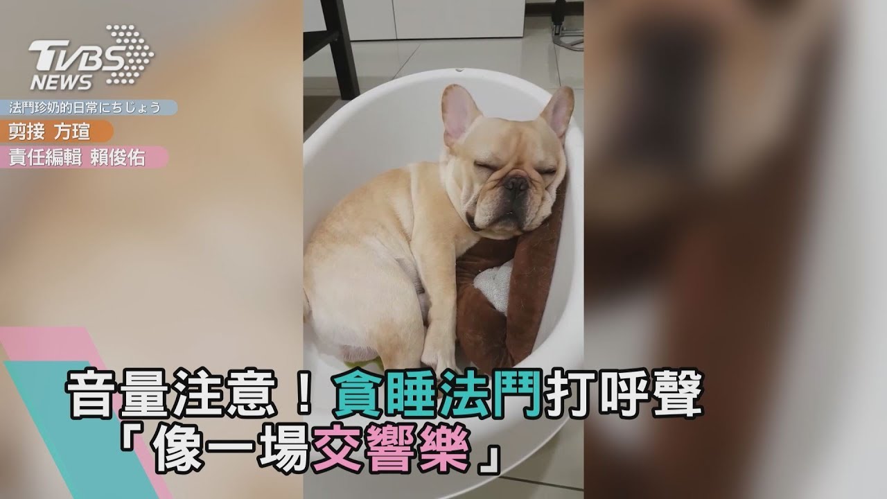 音量注意! 貪睡法鬥打呼聲「像一場交響樂」