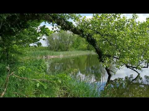 Wiosenny śpiew ptaków nad małym leśnym stawem, uspokajające odgłosy natury, relaksująca zieleń flory