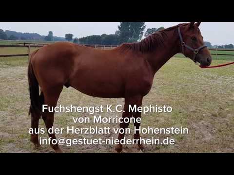 Fuchshengst Mephisto von Morricone aus der Herzblatt von Hohenstein