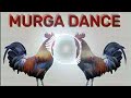 Murga dance || ku ku ku song || murga song dj mix by dipanshu #murgadance #song #murga