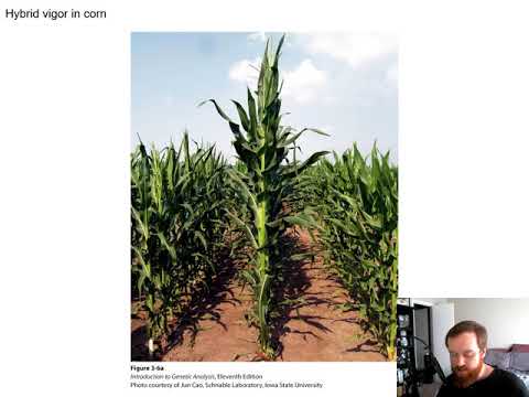 Independent Assortment of Genes (Chapter 3)