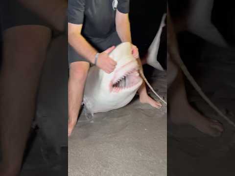 Crazy Bull Shark!🦈 Look at those Jaws!! #shark #fish #fishing #jaws #shorts