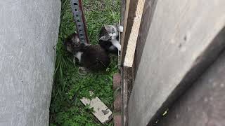 Feeding Stray Cats😺 Stray Baby Kittens in the Yard
