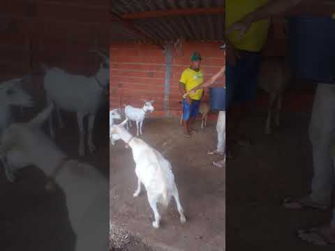 criação d cabras do amigo Inácio no sítio dois riacho em carius Ceará