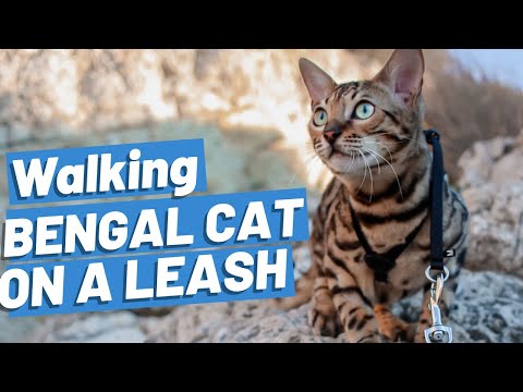 BENGAL CAT Walking On Leash OUTDOORS - Happy Cats Go On Adventures