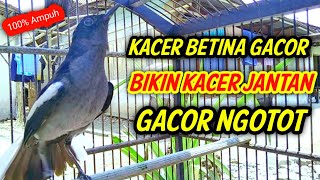 Download lagu KACER BETINA GACOR BIKIN KACER JANTAN LANGSUNG GACOR NGOTOT !! PANCINGAN KACER  GACOR BETINA AMPUH. mp3