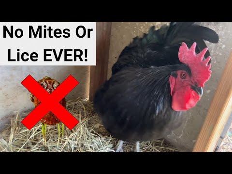 Our Chickens Have NEVER Had Mites Or Lice ~ Here's Why