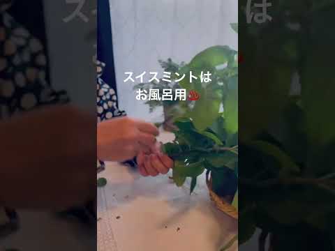 園芸 あらゆる好みに合わせたミント