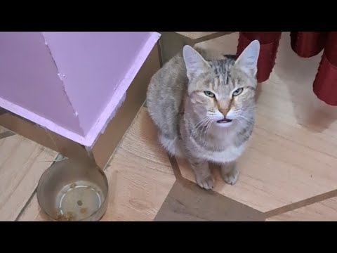 kittu खाना कैसे मांगती हैं, आप लोग देख सकते हो😆😆😅/kittu इतनी सीधी कैसे हो गयी 🤔🤨😲😲