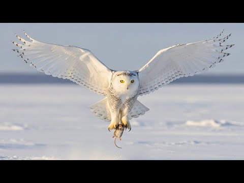 Snowy Owl: Ghost of the Arctic | Unveiling its Silent Hunting Secrets