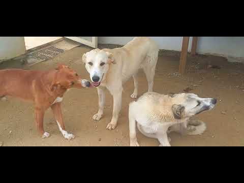 Lucky Dogs Montemor