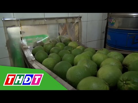 Bưởi da xanh rớt giá sau Tết | THDT