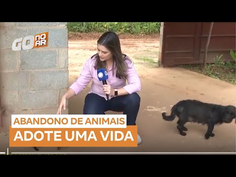 Cadelinha e seis filhotes abandonados precisam de um lar em Senador Canedo (GO)