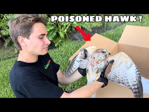 I Found a HAWK that was POISONED ! WHAT NOW ?!