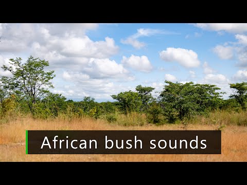 Lazy afternoon in the African bush - Nature sounds