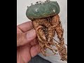 Lophophora / peyote  ,20 years of my research and work now paying off