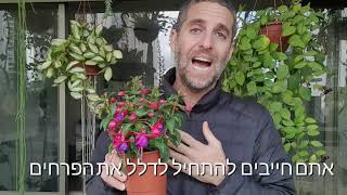 טיפ חשוב לבחירת צמחים פורחים במשתלה