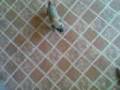 Oggie Doggy